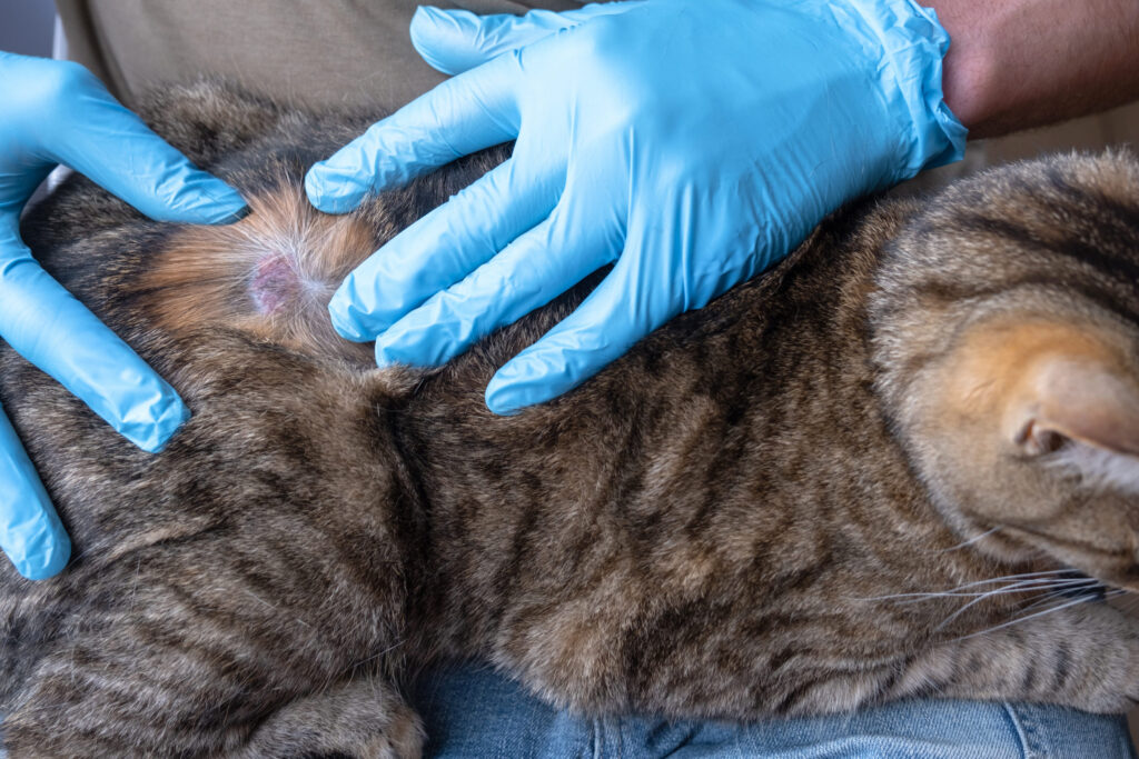 Que faire en cas de boule chez le chat ?