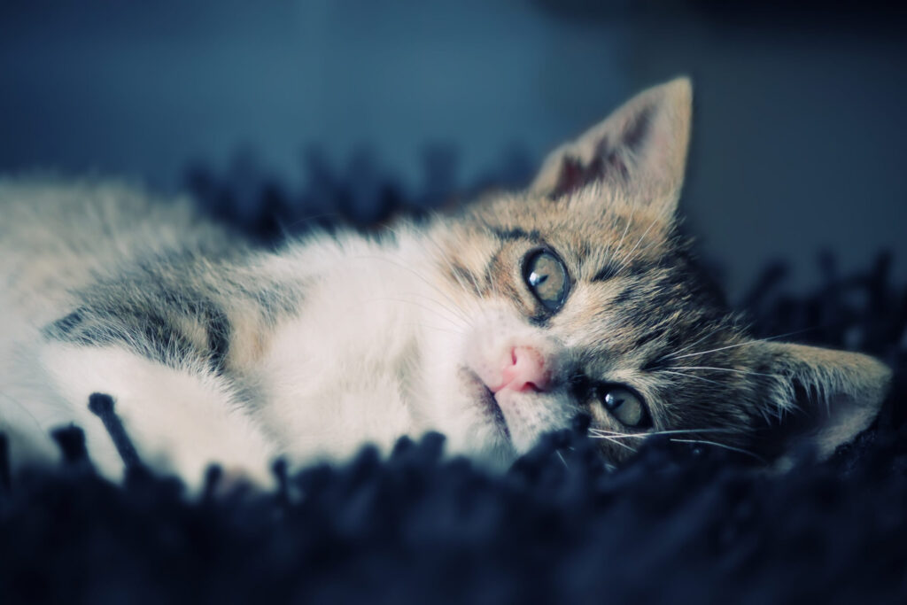 chaton allonge