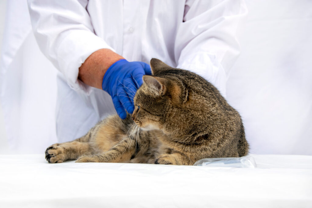 chat examen veterinaire