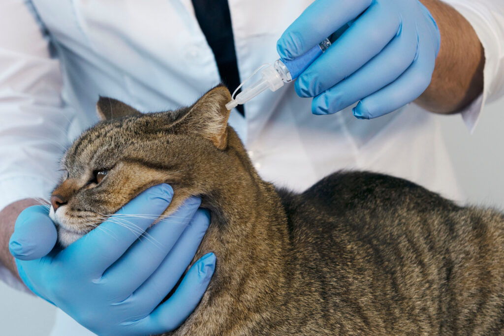 oreille chat veterinaire