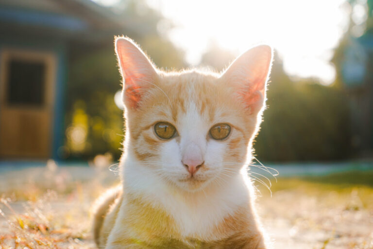 Reconnaître un abcès chez le chat