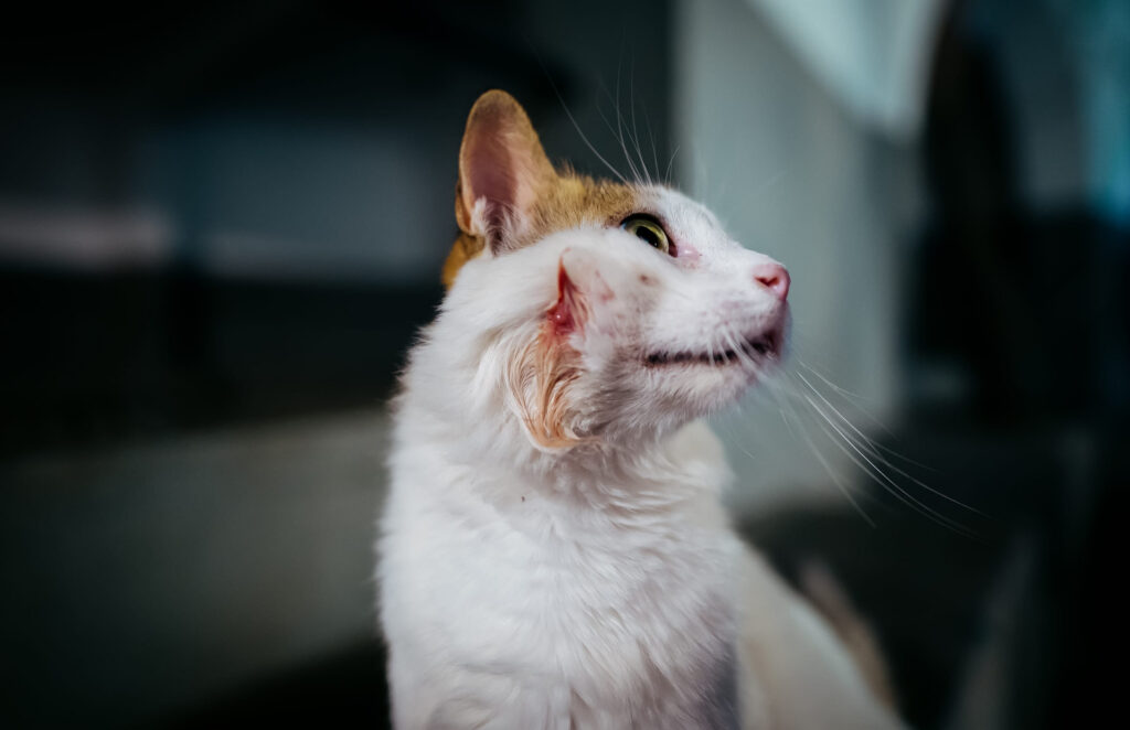 abces joue chat