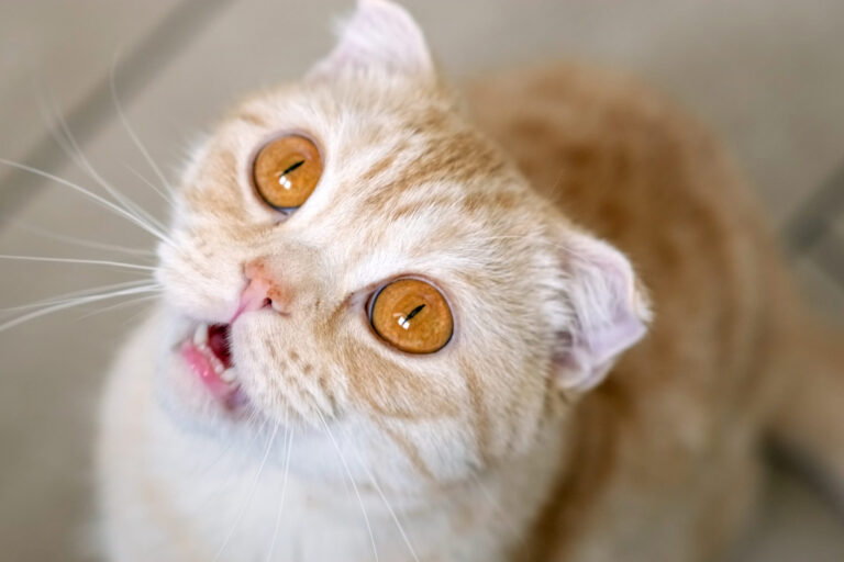 Vivre avec un chat souffrant d&rsquo;asthme