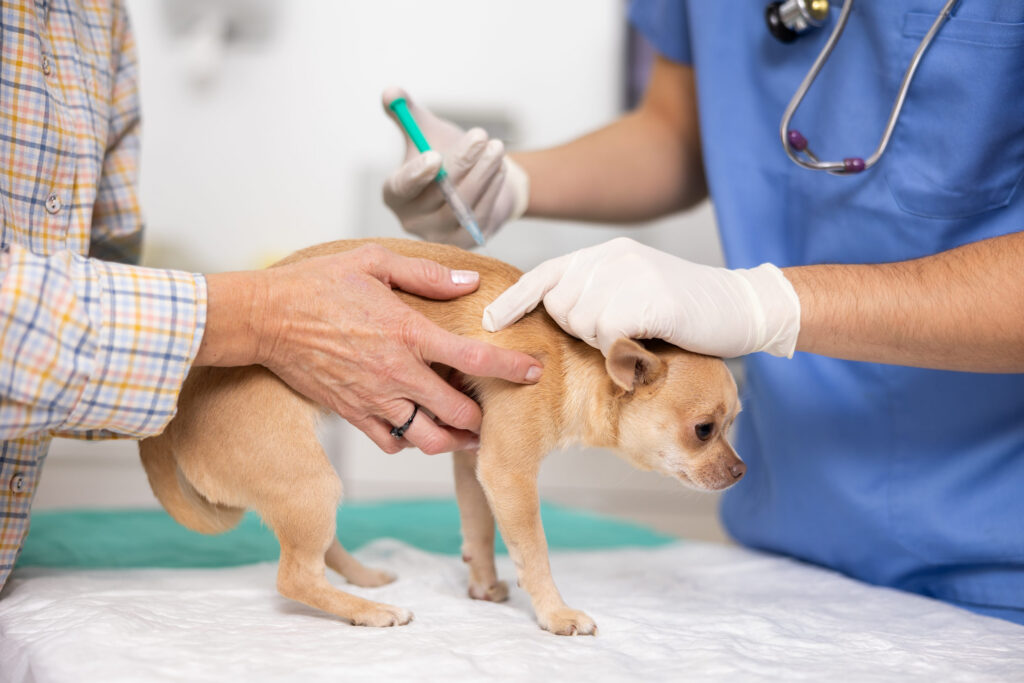 Conseils sur les vaccins du chien