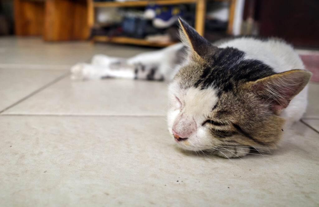 chat allonge malade