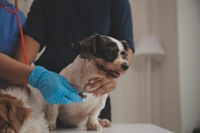 Les maladies qui peuvent toucher les chiens