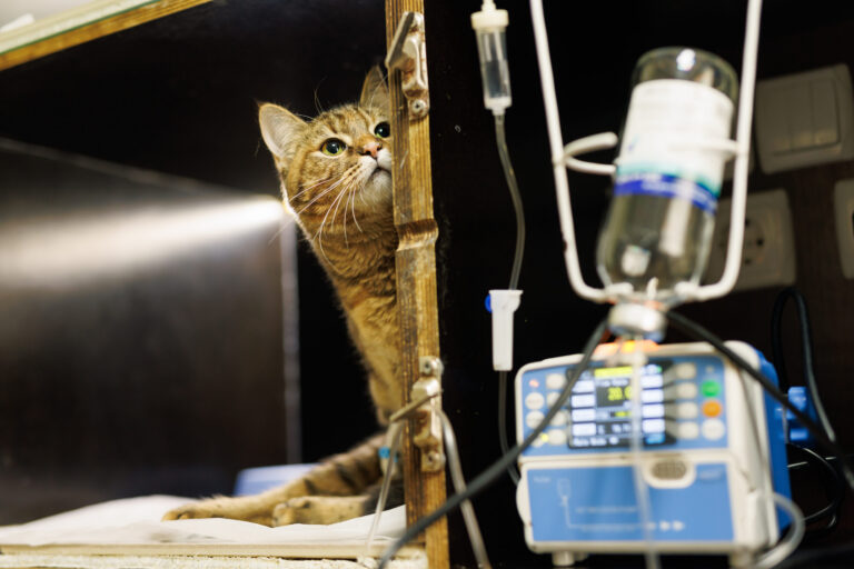 Dangers de la PIF chez le chat