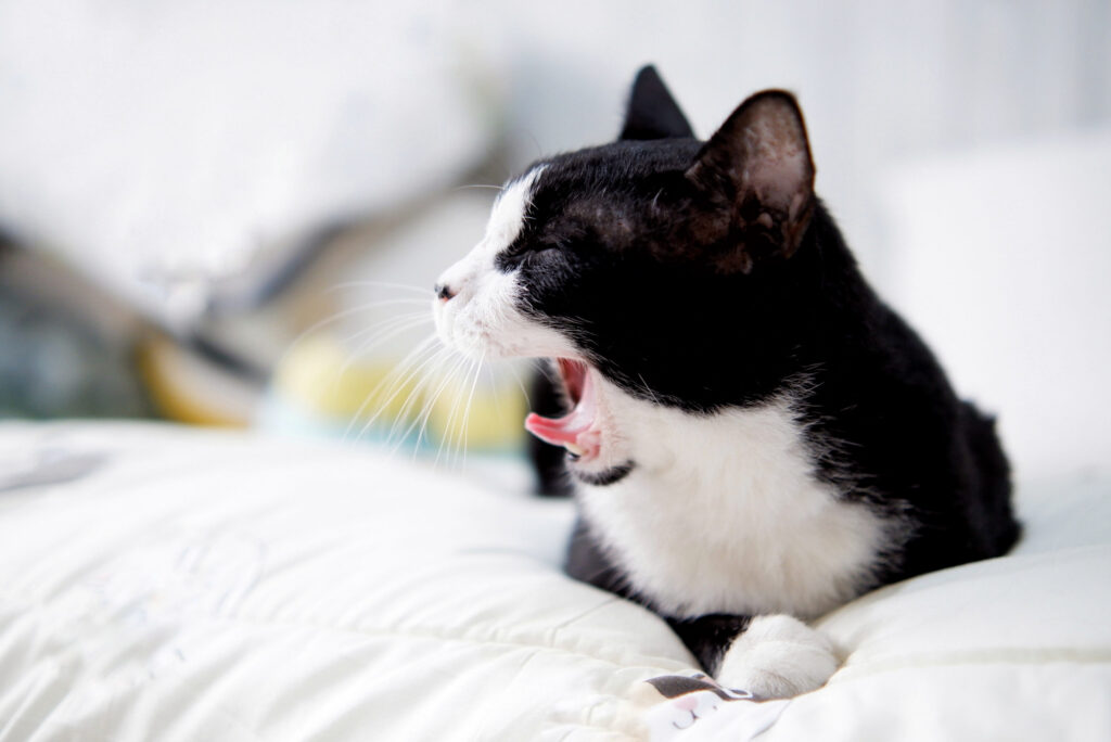 chat noir blanc baille