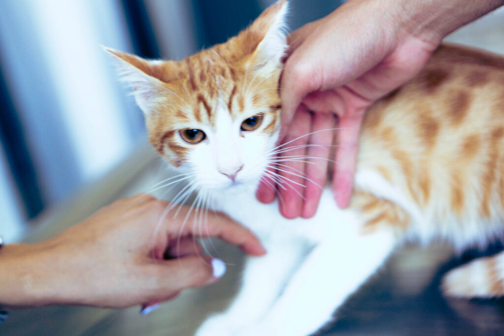 chat et humain
