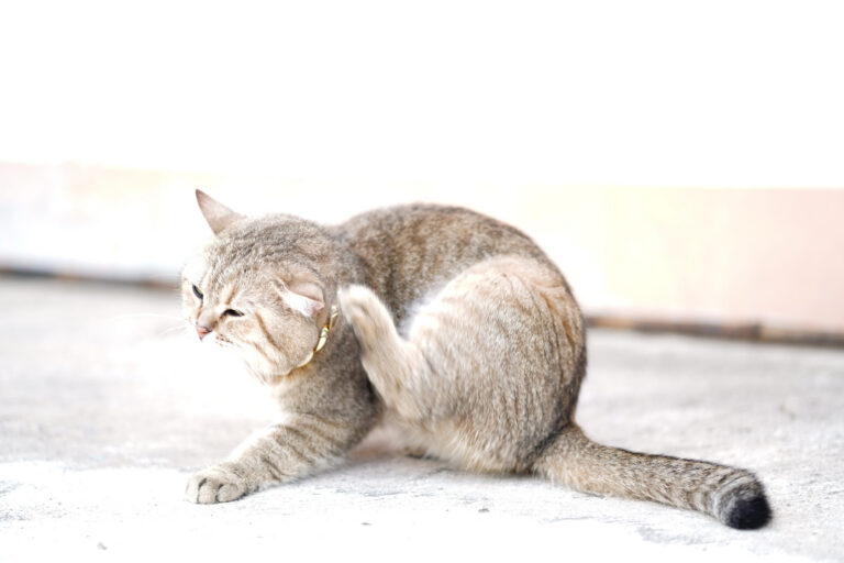 Transmission des puces de chat aux humains