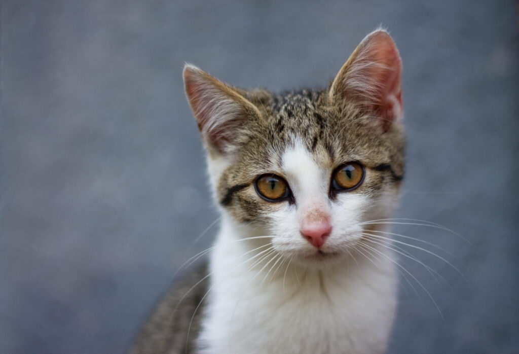 chaton blanc tigre