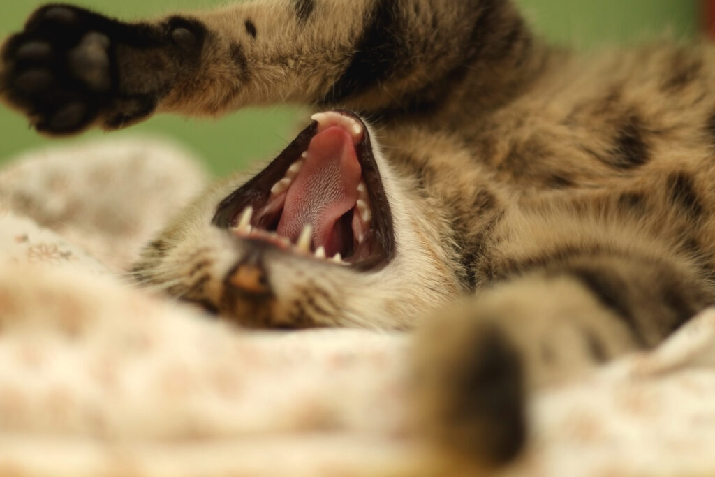 chat gueule ouverte