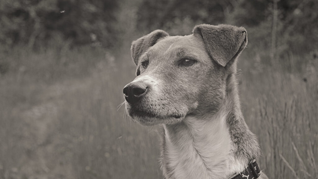fox terrier