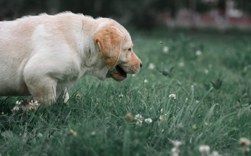 chien labrador herbe
