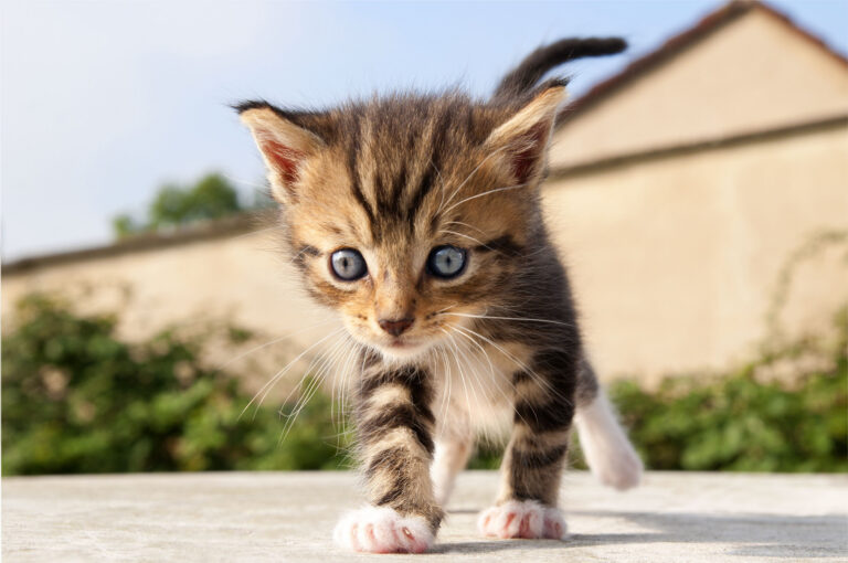 Comment calculer l&rsquo;âge humain de mon chat ?