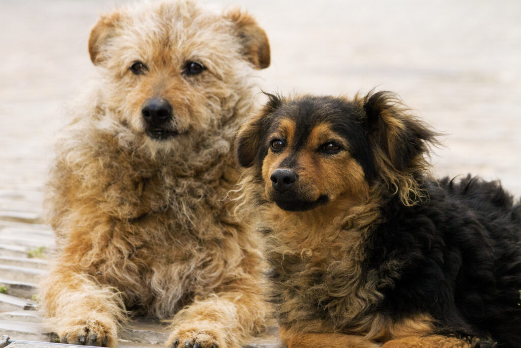 couple de chiens croises