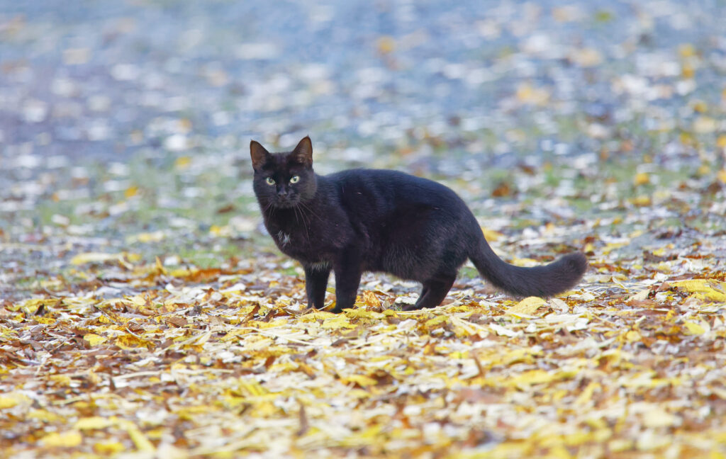 Races de chats noirs
