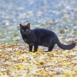 Black Cat With Standing On Colorful Leafes During Autumn
