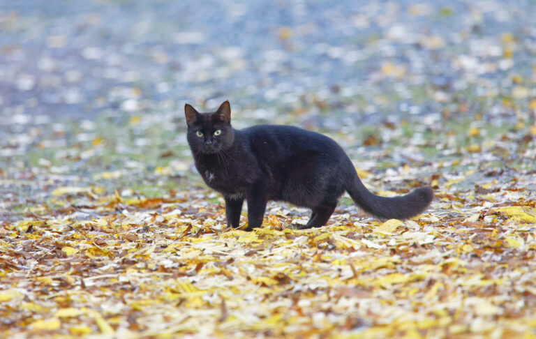 Races de chats noirs