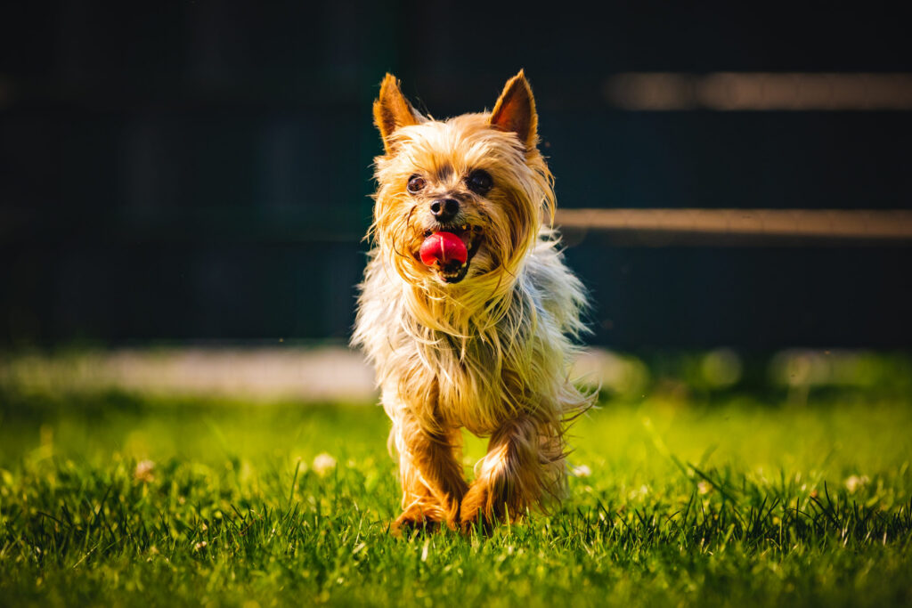 yorkshire terrier court vers la camera