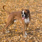 chien boxer