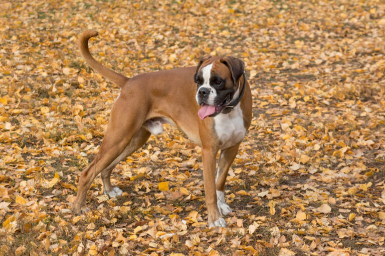 Boxer