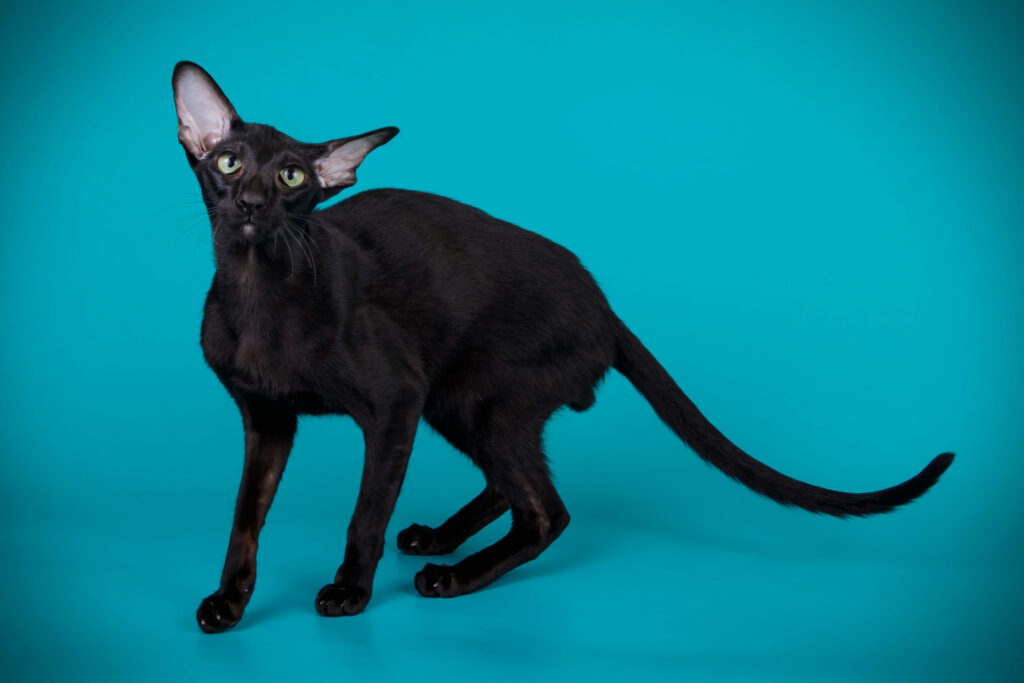 chat oriental shorthair noir sur fond bleu