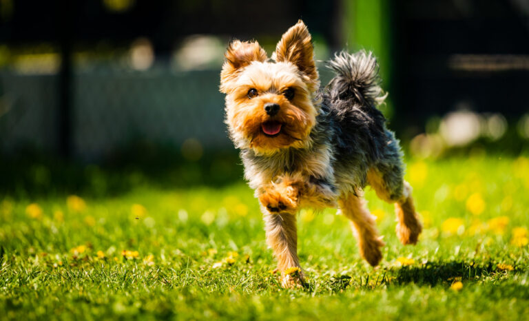 Yorkshire Terrier (Terrier du Yorkshire)