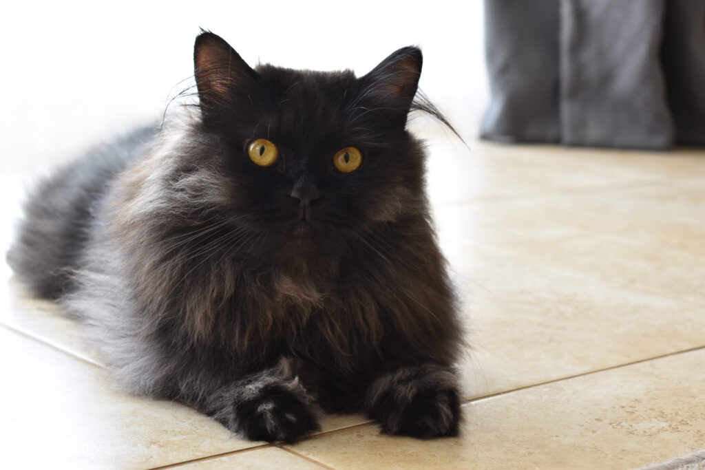 Chat persan noir couche sur le carrelage