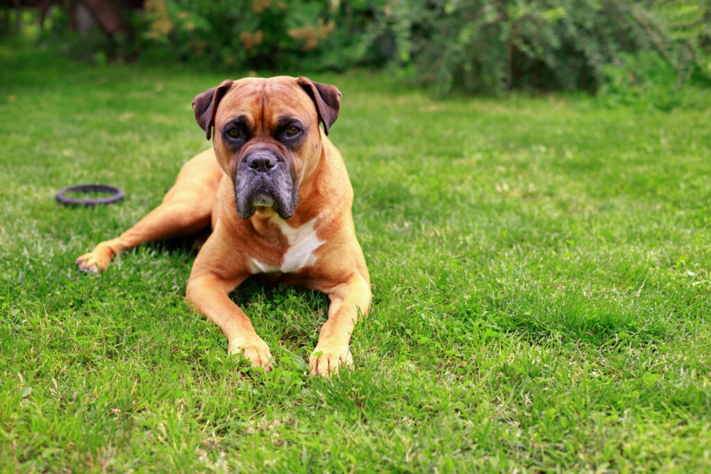 chien boxer couche dans l herbe