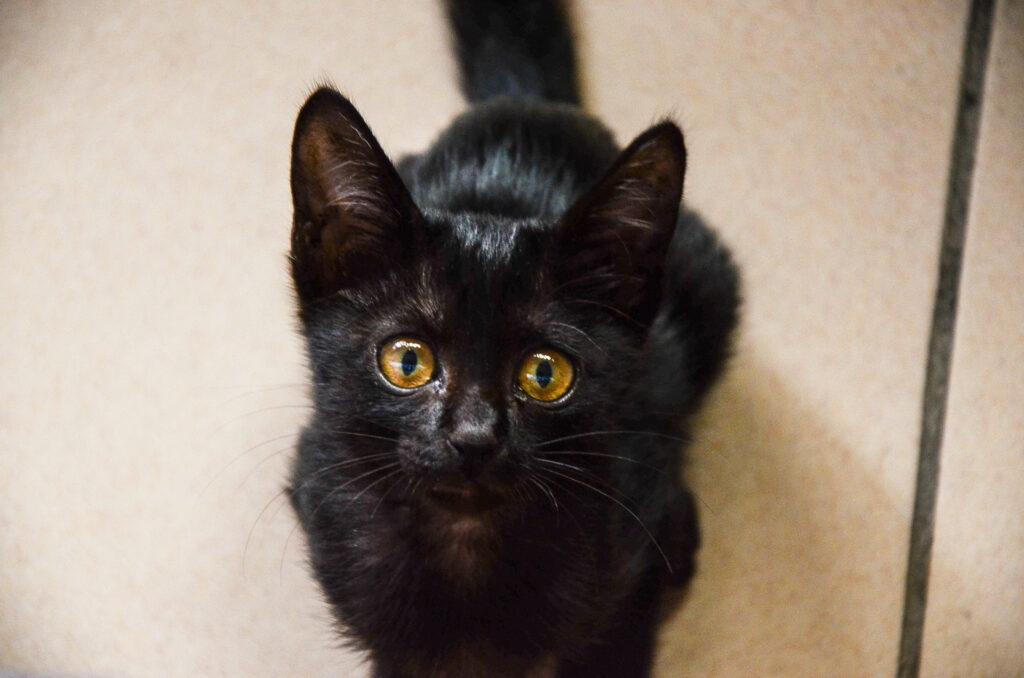 chaton noir vu du dessus en gros plan