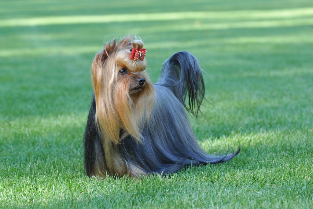 yorkshire terrier a poil long debout sur la pelouse