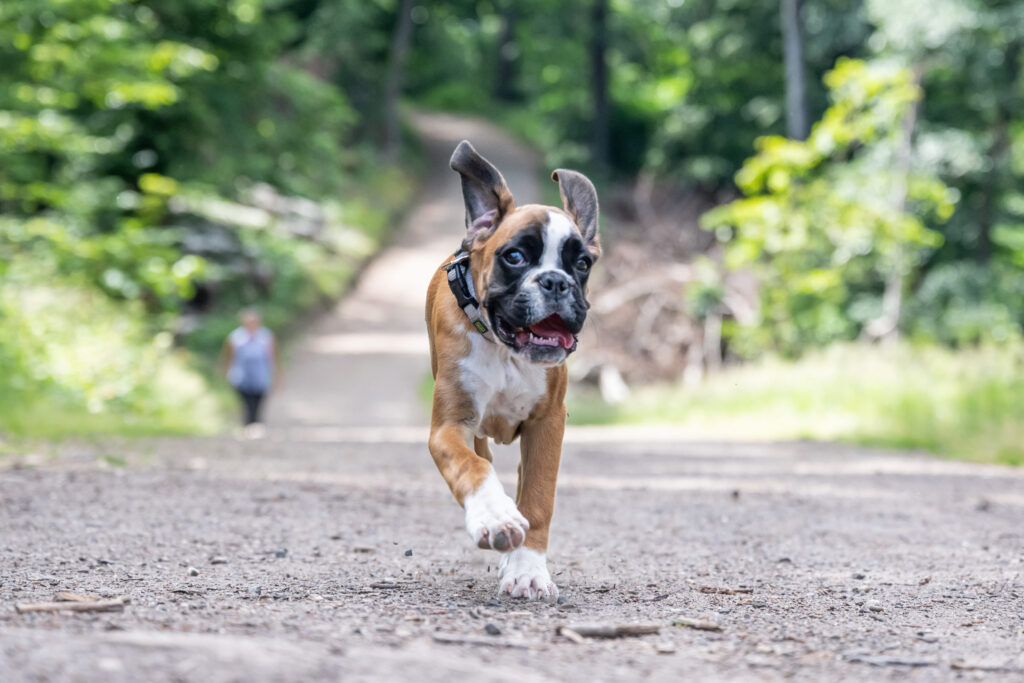 chiot boxer qui court vers l objectif