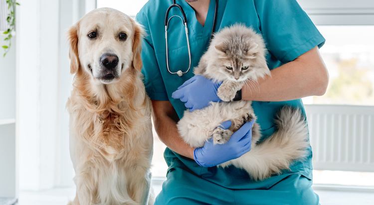 Bulle Bleue dévoile ses nouvelles offres d’assurance santé animale