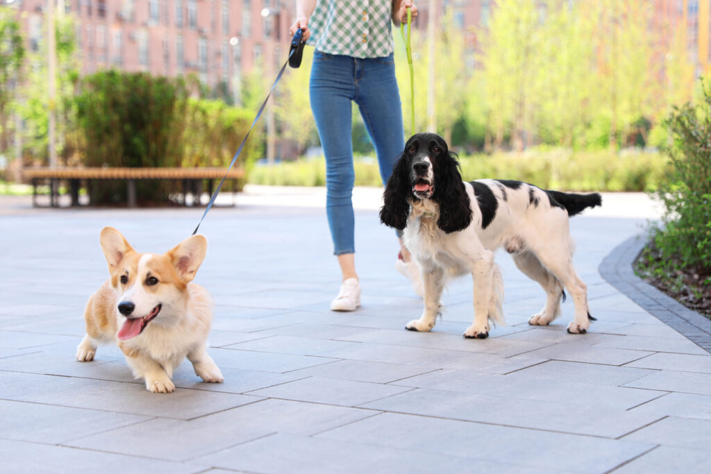 une femme promene deux chiens en laisse