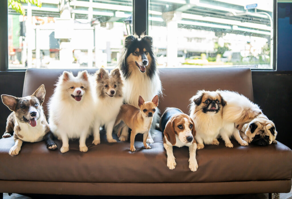 Pension pour chien : une solution pratique pour votre compagnon canin