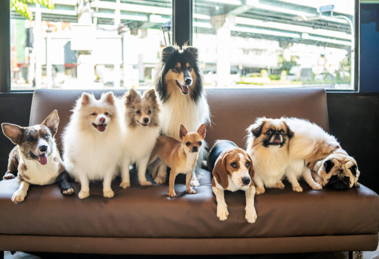 Pension pour chien : une solution pratique pour votre compagnon canin