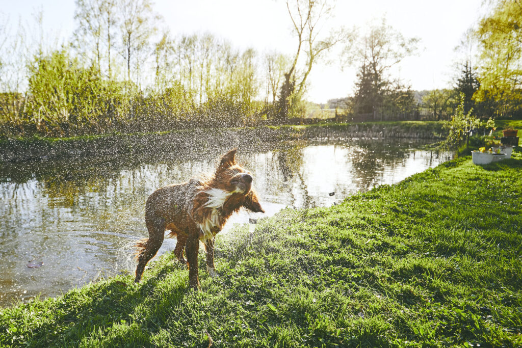 chien sort de l eau