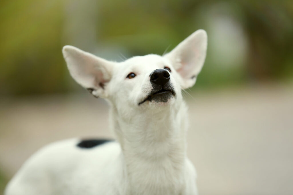 chien croise blanc