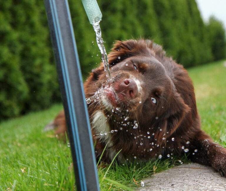 Reconnaître et gérer la déshydratation chez le chien