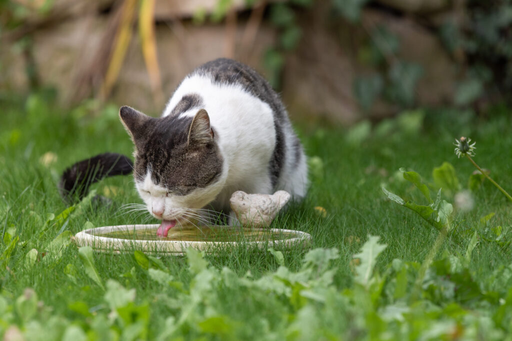 chat boit dehors