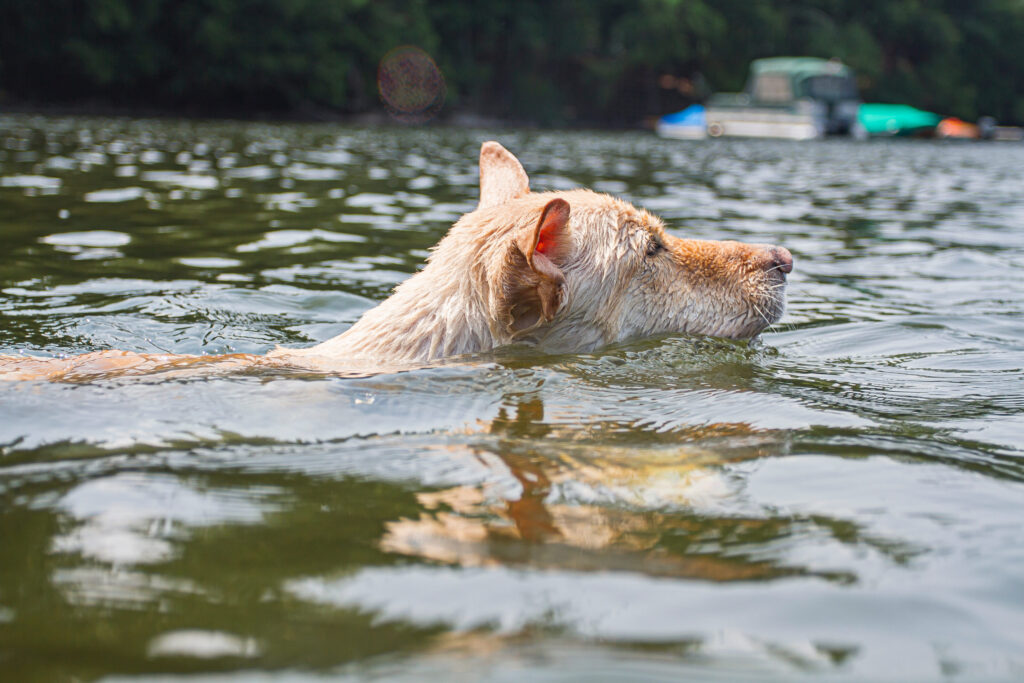 chien croise se baigne