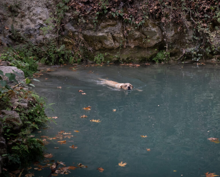 Risques des cyanobactéries pour les chiens