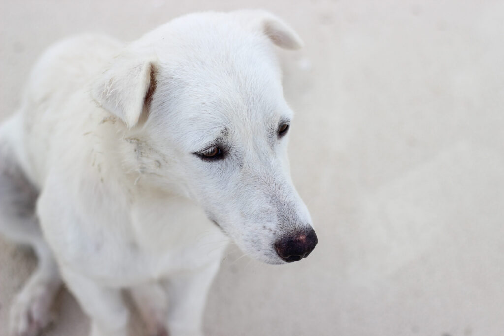 chien croise blanc