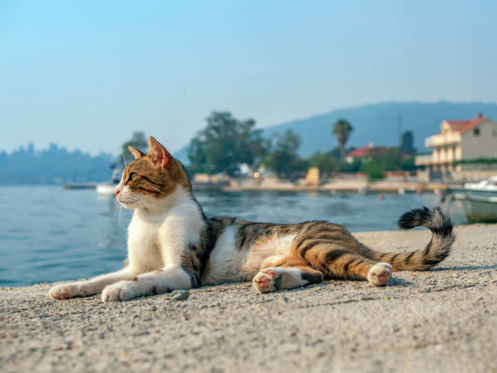 Risques associés aux cyanobactéries chez les chats