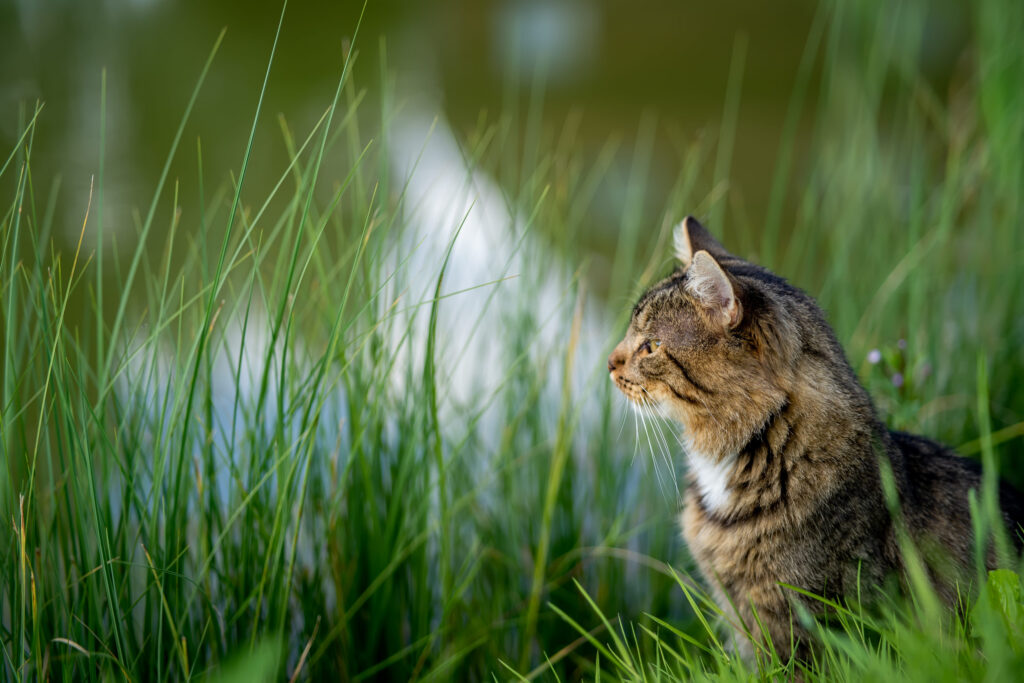 chat rivage