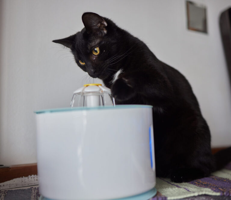 Reconnaître et éviter la déshydratation chez le chat