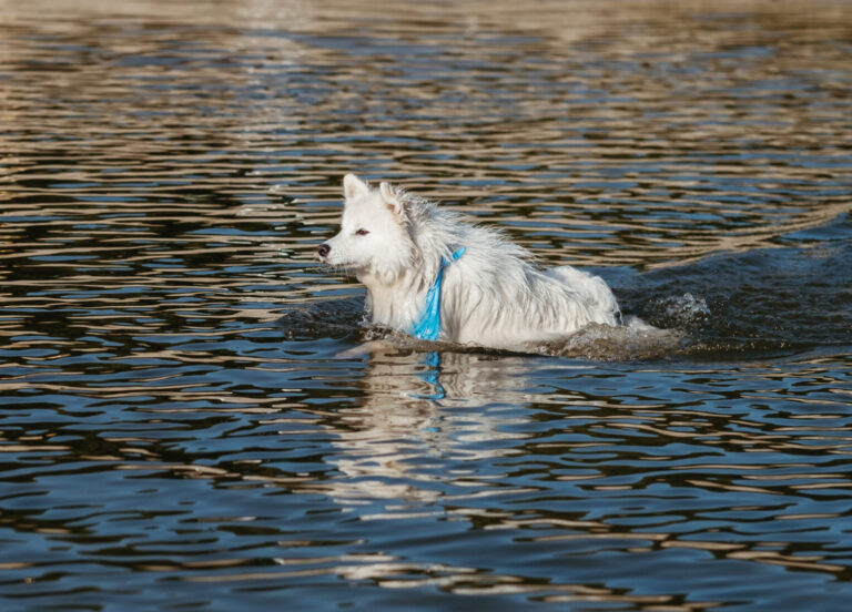 Dangers de l&rsquo;eau stagnante pour les chiens