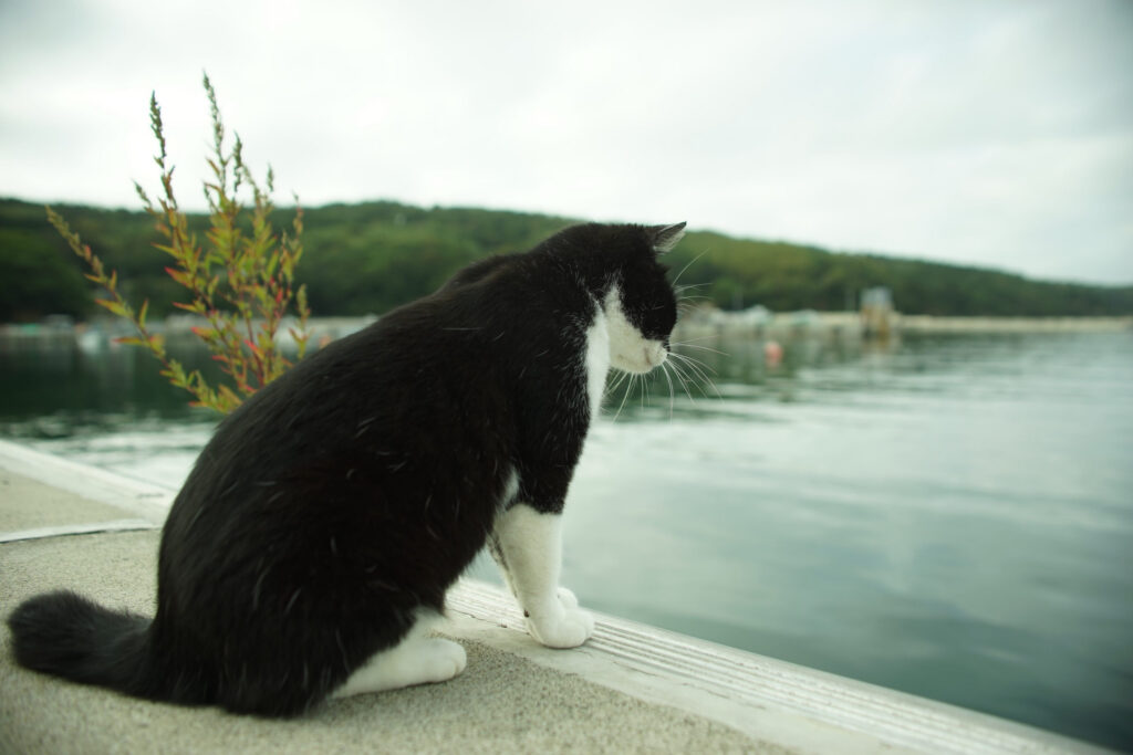 chat lac