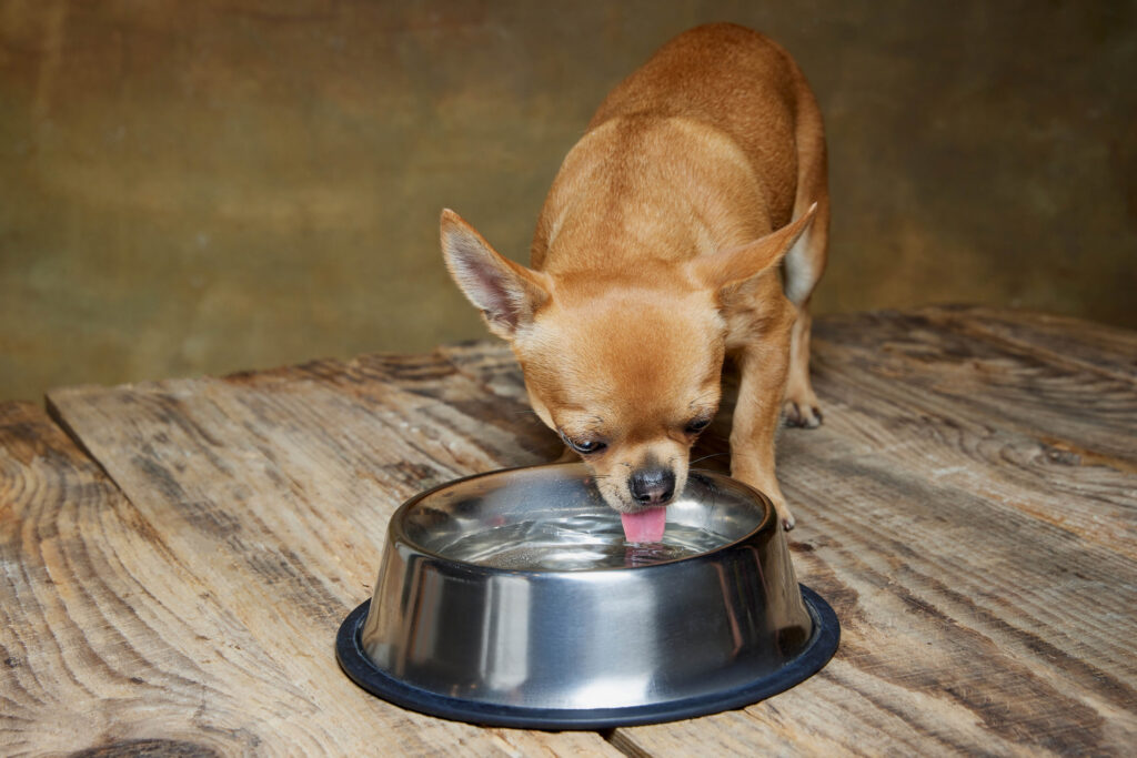 chihuahua gamelle eau